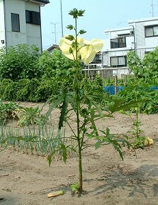 花オクラの花