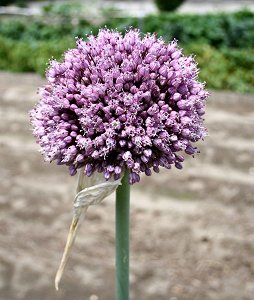 無臭ニンニクの花