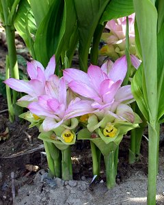 ウコンの花